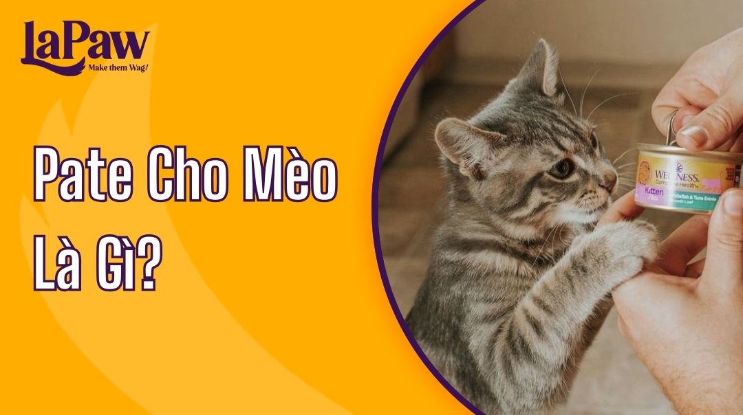 Pate cho mèo là gì