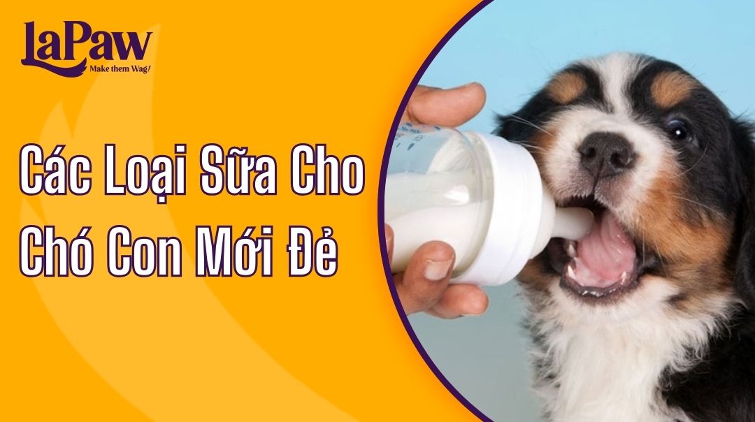 Sữa cho chó con mới đẻ