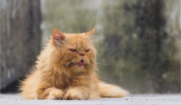 Dinh dưỡng cho mèo già