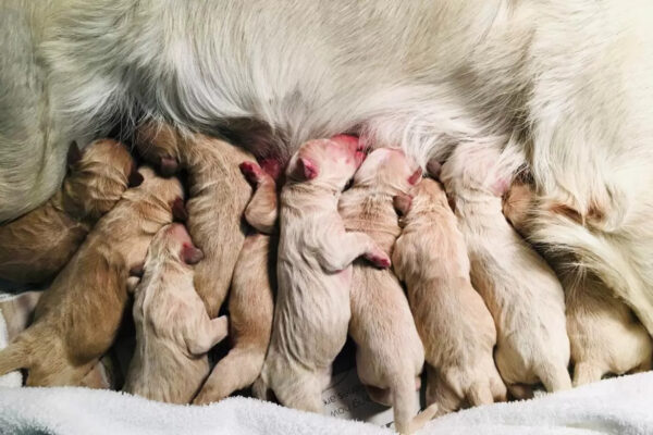 Cách chăm sóc chó Poodle mới đẻ