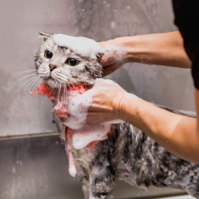 Cách tắm ch mèo bằng sữa ướt 