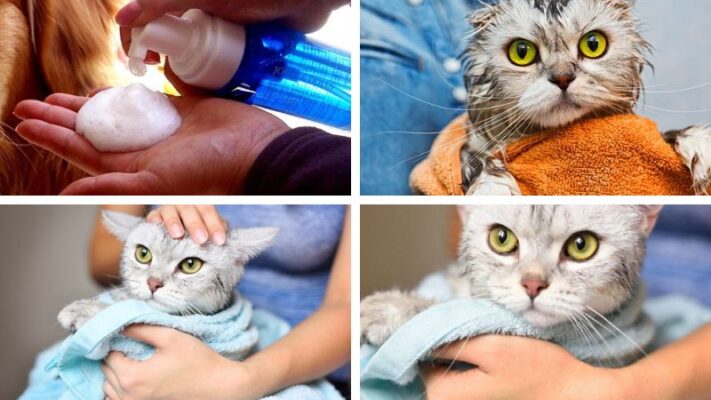 Cách tắm cho mèo bằng sữa tắn khô