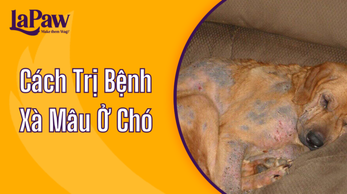 Cách trị xà mâu ở chó
