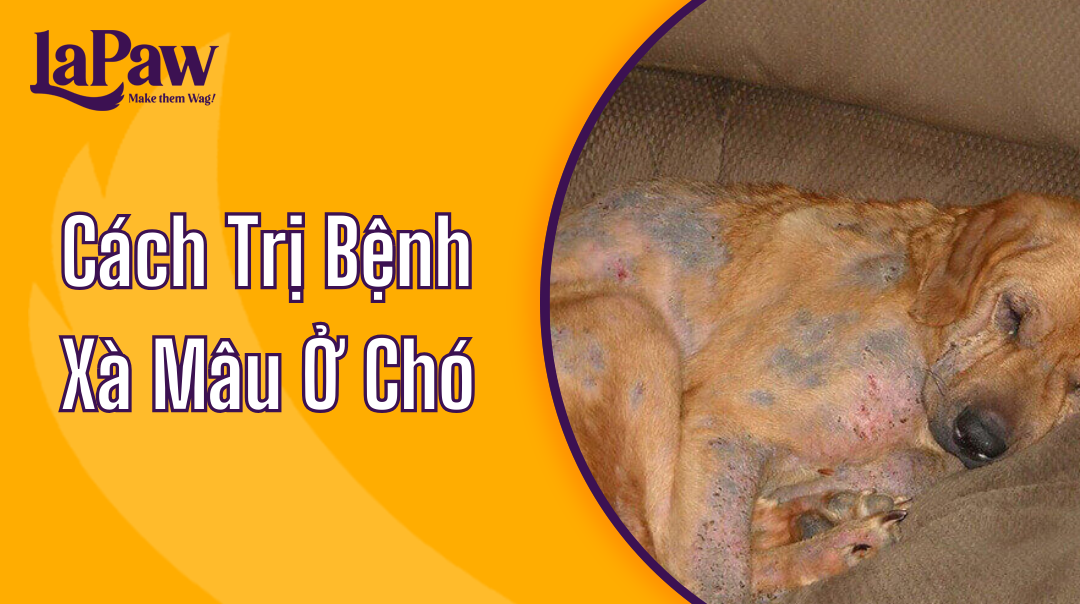 Cách trị xà mâu ở chó