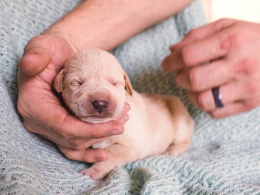 Nên vệ sinh cơ thể sạch sẽ cho chó Poodle mới đẻ