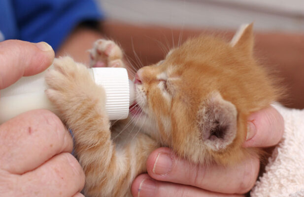 Cho mèo con mất mẹ uống sữa bột