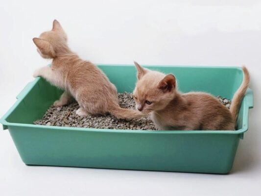 Kích thích mèo con đi vệ sinh