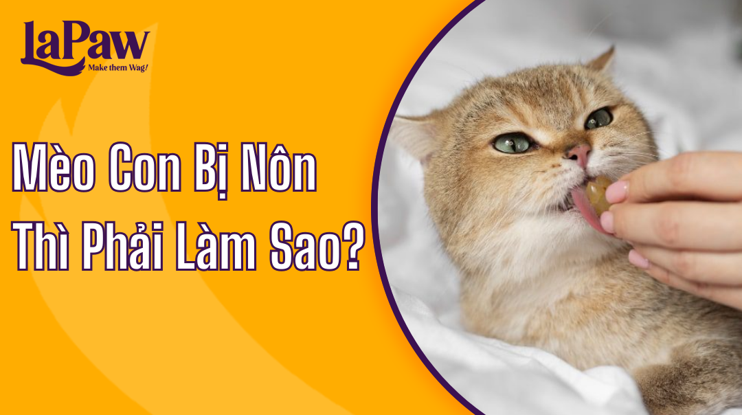 Mèo con bị nôn thì phải làm sao