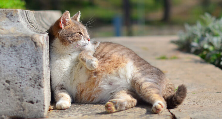 Mèo mang thai thường có dấu hiệu gì?