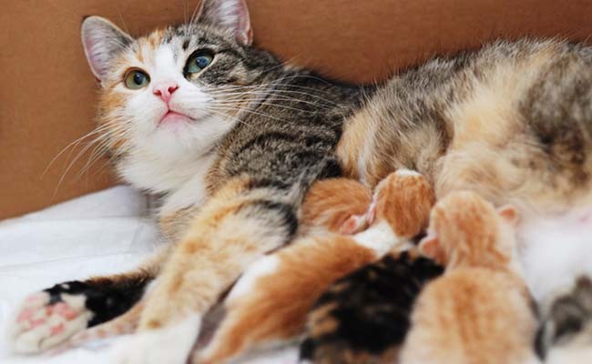 Những lưu ý cần làm khi mèo mới đẻ