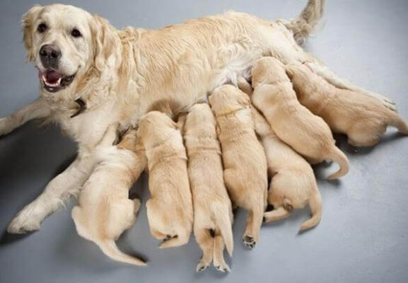 Sữa mẹ cung cấp nhiều chất dinh dưỡng cho chó con