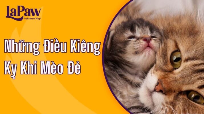 Những điều kiêng kỵ khi mèo đẻ mà bạn chưa biết?