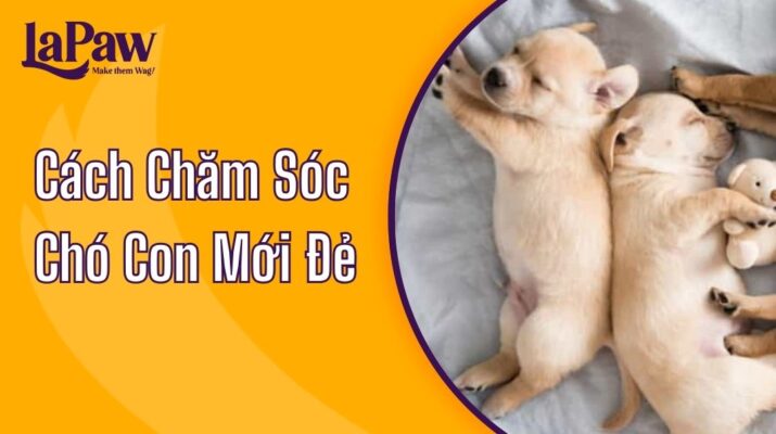 cách chăm sóc chó con mới đẻ