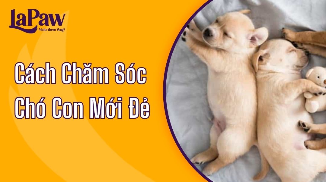 cách chăm sóc chó con mới đẻ