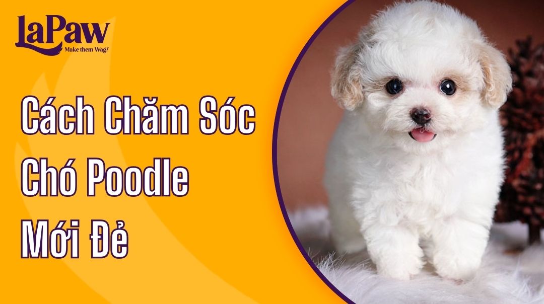 cách chăm sóc chó