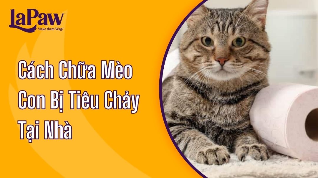 cách chữa mèo con bị tiêu chảy tại nhà