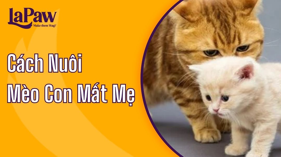 cách nuối mèo con mất mẹ