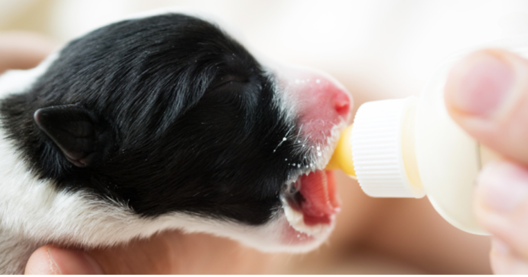 Sữa là nguồn dinh dưỡng cần thiết cho con mới đẻ