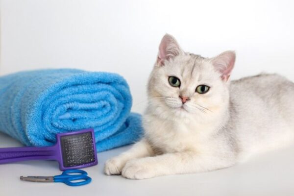 Chuẩn bị dụng bị trước khi tắm cho mèo 