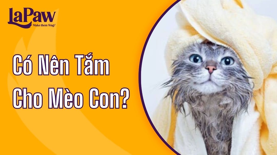 có nên tắm cho mèo con