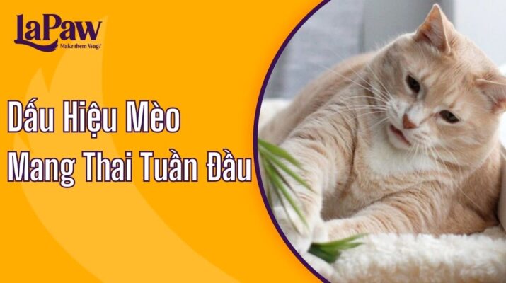 Dấu hiệu mèo mang thai tuần đầu