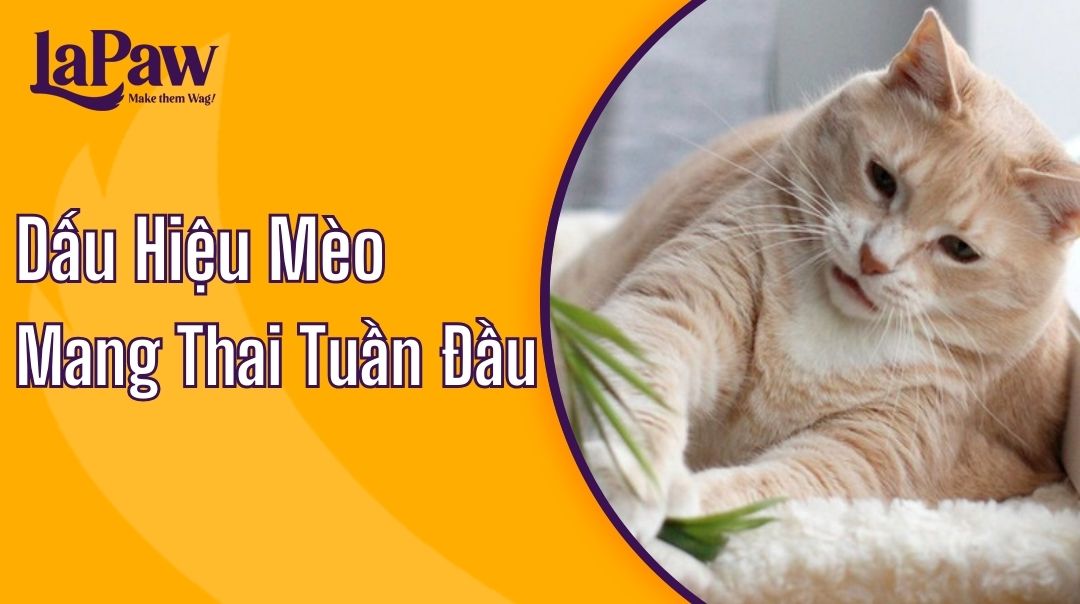 Dấu hiệu mèo mang thai tuần đầu