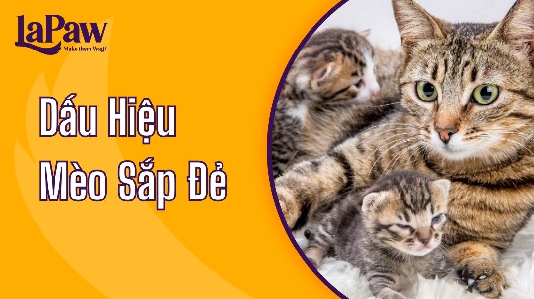 dấu hiệu mèo sắp đẻ