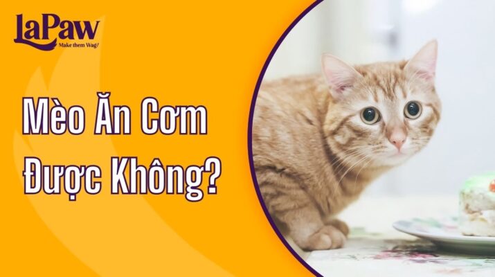 mèo ăn cơm được không