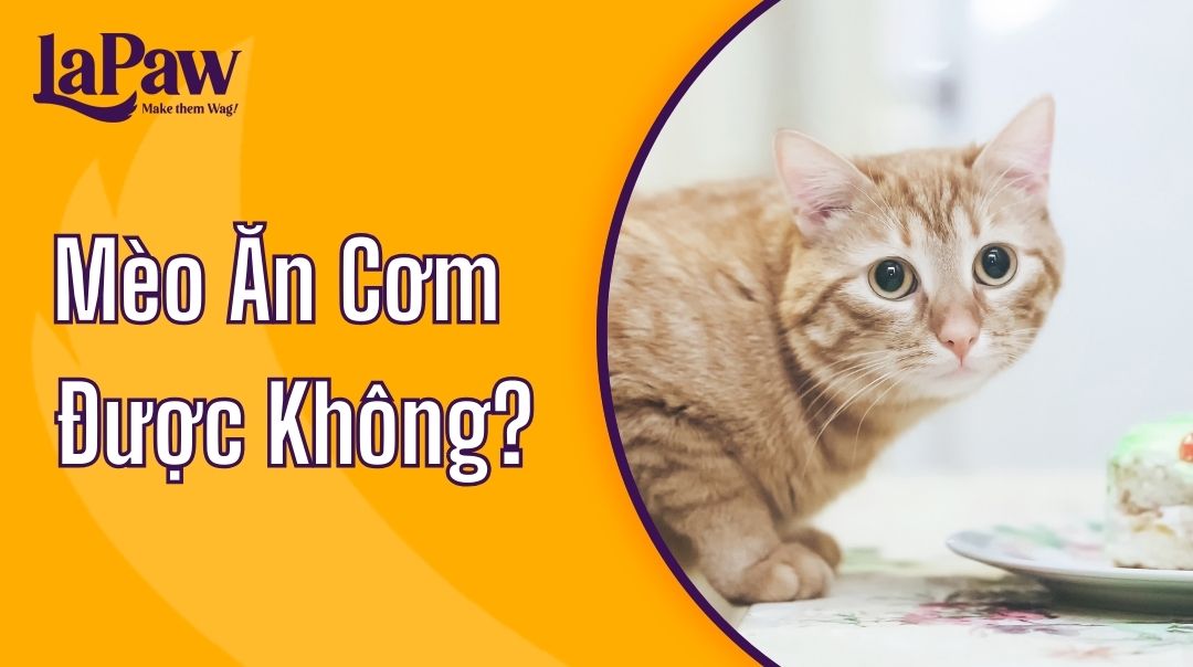 mèo ăn cơm được không