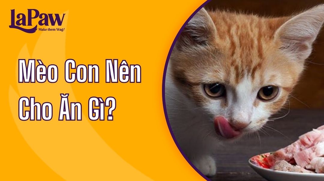 mèo con nên cho ăn gì