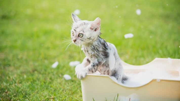 Bao lâu thì tăm cho mèo con 