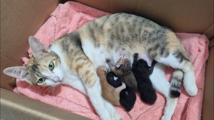 Mèo phải đi tìm ổ đẻ 