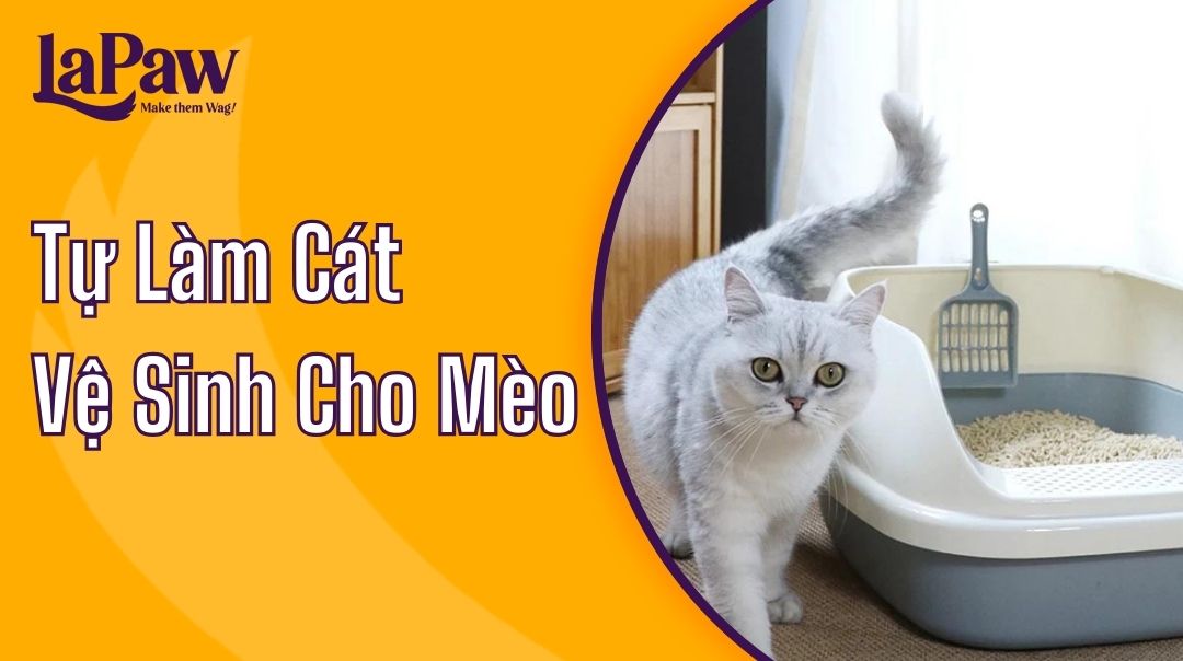 tự làm cát vệ sinh cho mèo