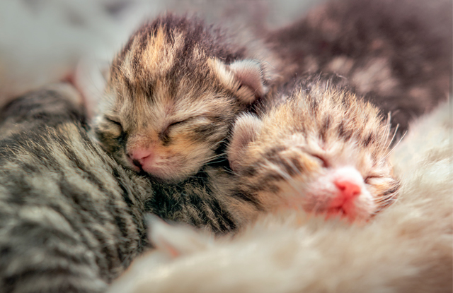 Mèo có thể đẻ một cách tự nhiên