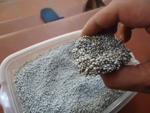 Cát vệ sinh cho mèo vón cục