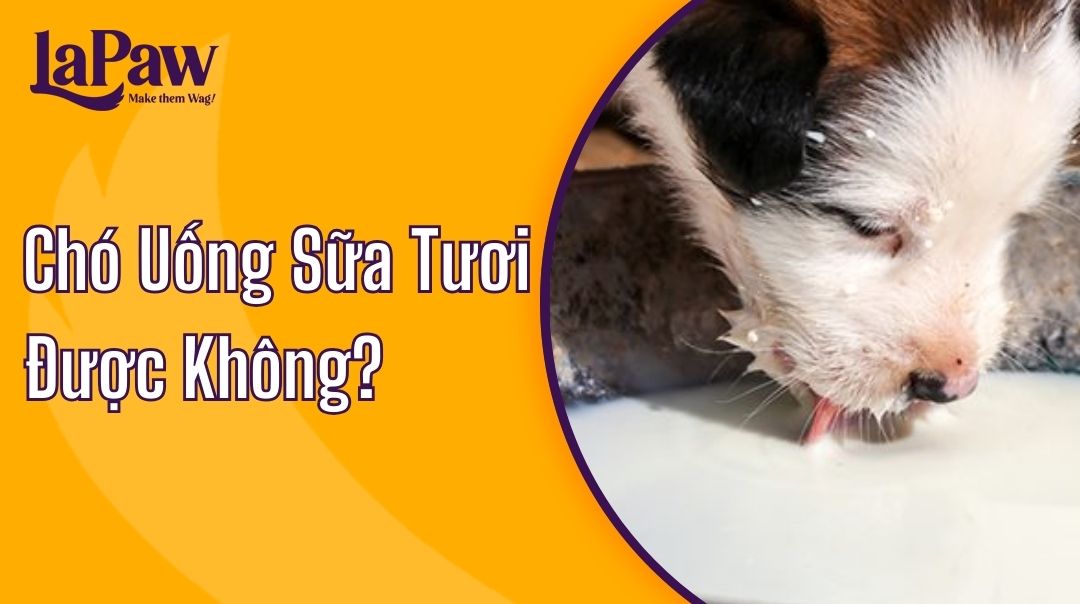 Chó Uống Sữa Tươi Được không