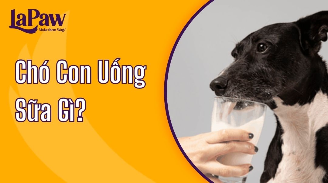 Chó con uống sữa gì