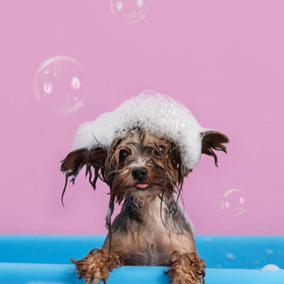 Có nên tắm cho chó hay không