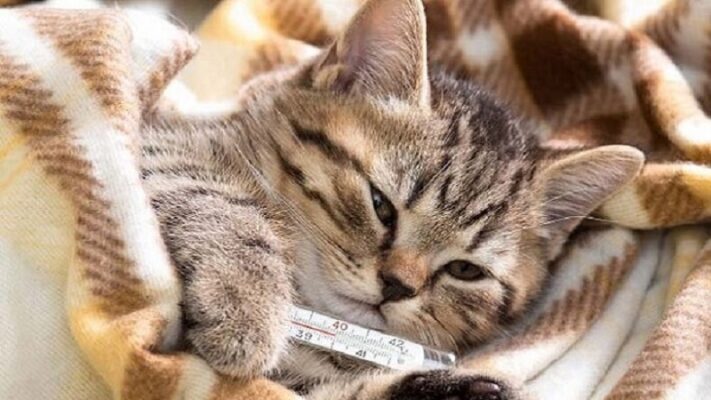 dấu hiệu mèo bị bệnh 