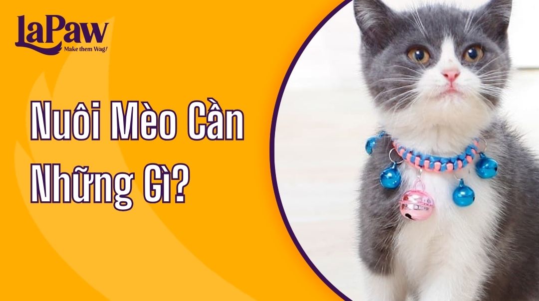 Nuôi mèo cần những gi