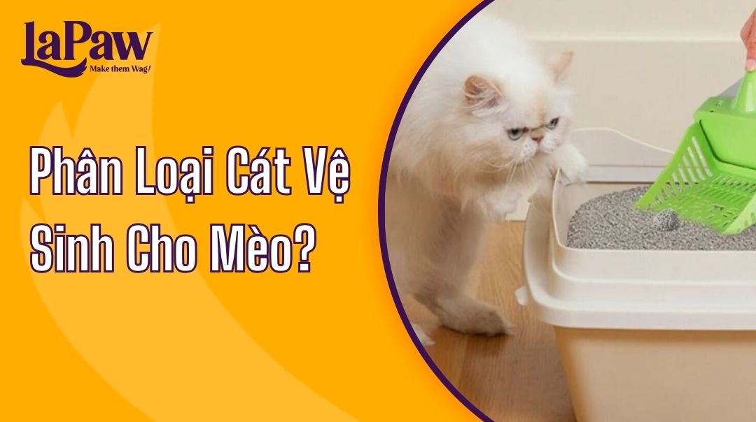 Phân loại cát vệ sinh cho mèo