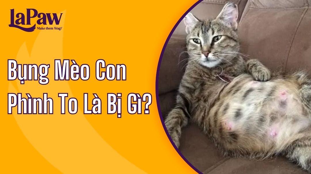 bụng mèo con phình to