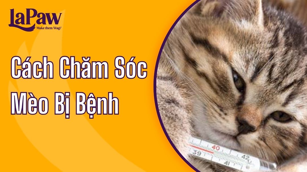 cách chăm sóc mèo bị bệnh