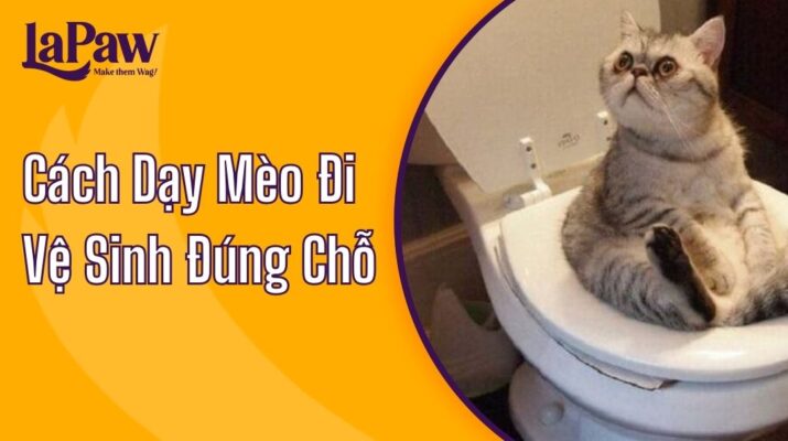 cách dạy mèo đi vệ sinh đúng chỗ