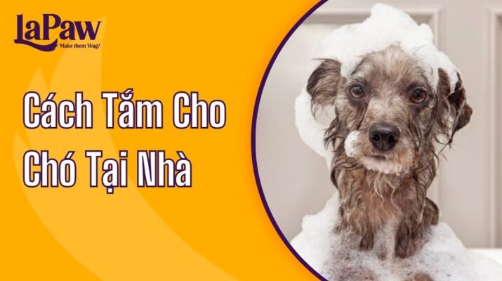 cách tắm cho chó tại nhà hiệu quả