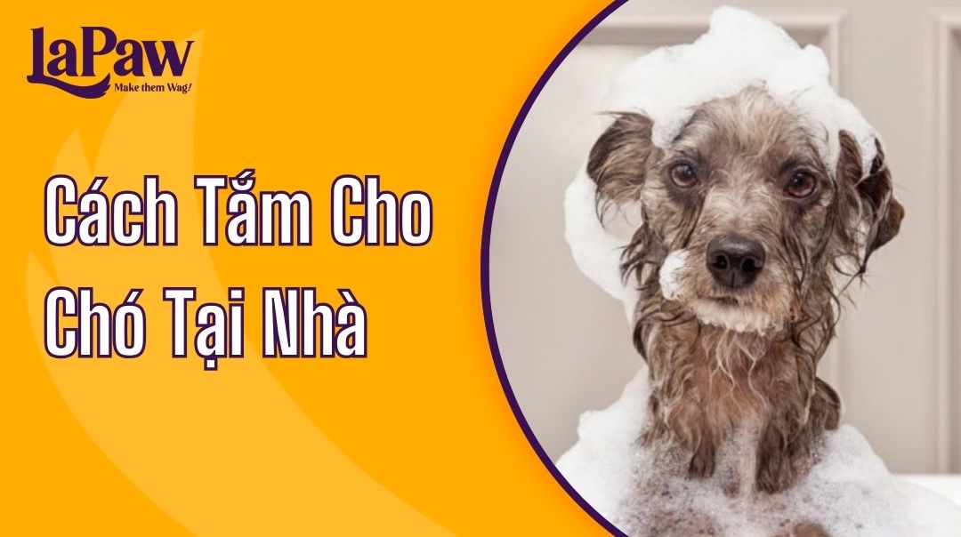 cách tắm cho chó tại nhà hiệu quả