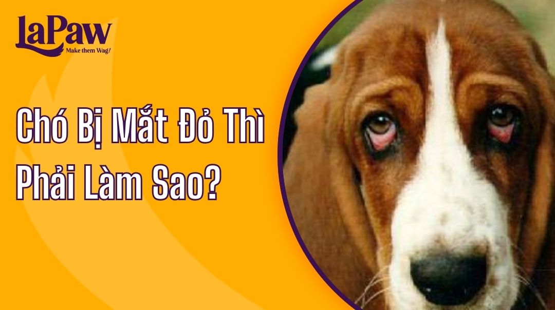 chó bị mắt đỏ thì làm sao