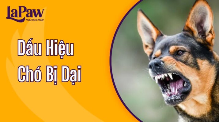 dấu hiệu chó bị dại