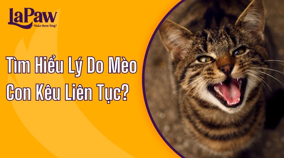mèo con kêu liên tục