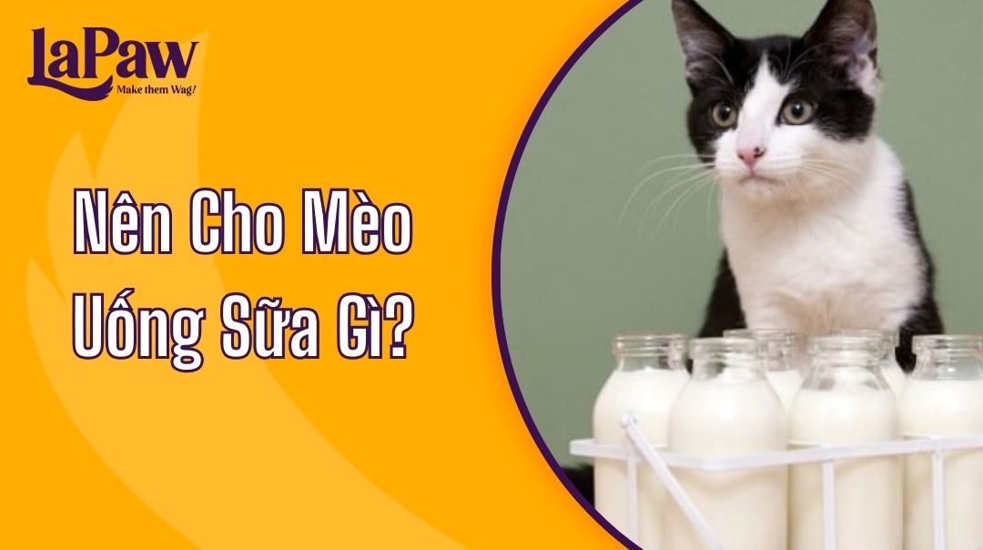 nên cho mèo uống sữ gì